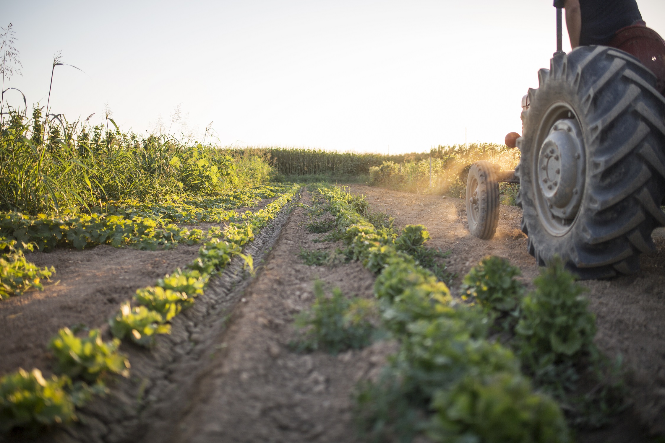 El uso de buenas prácticas agrícolas en cultivos especiales