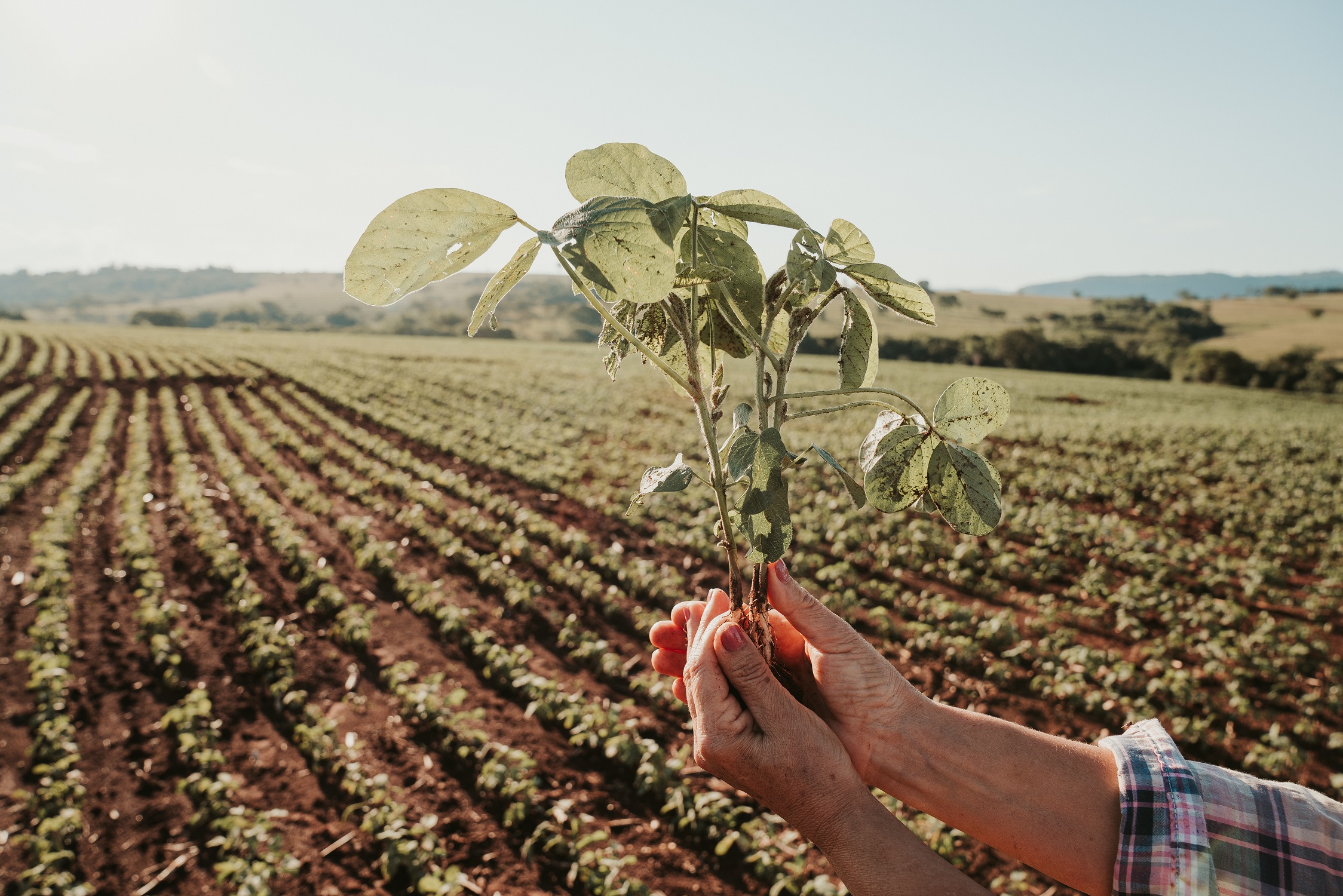 Cultivos de alto valor: la producción vitivinícola orgánica