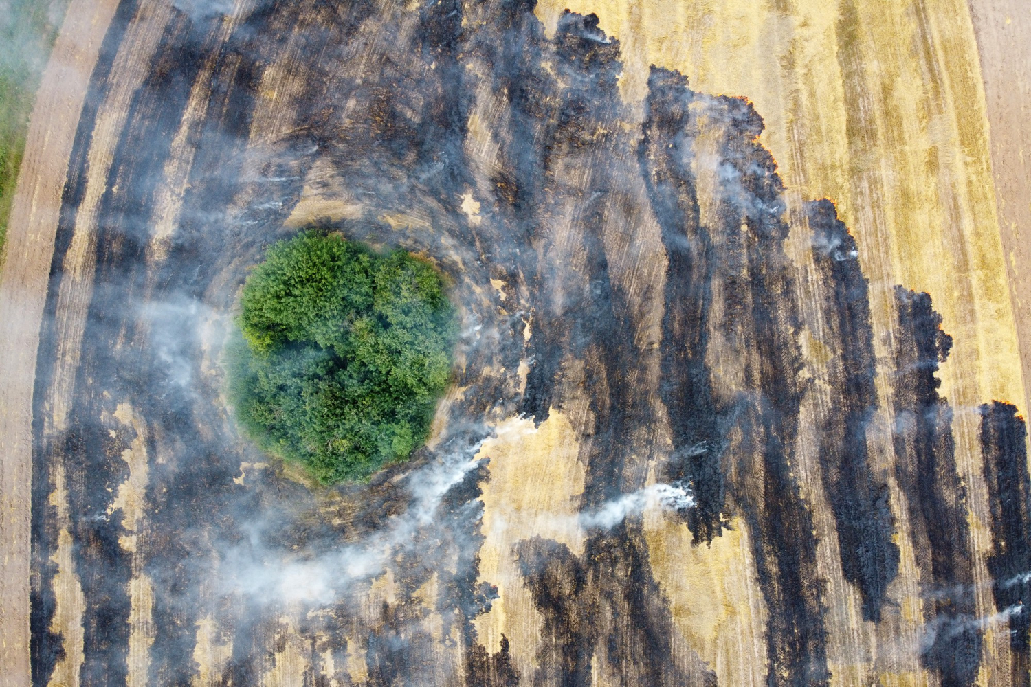 Las consecuencias del cambio climático en la producción agrícola