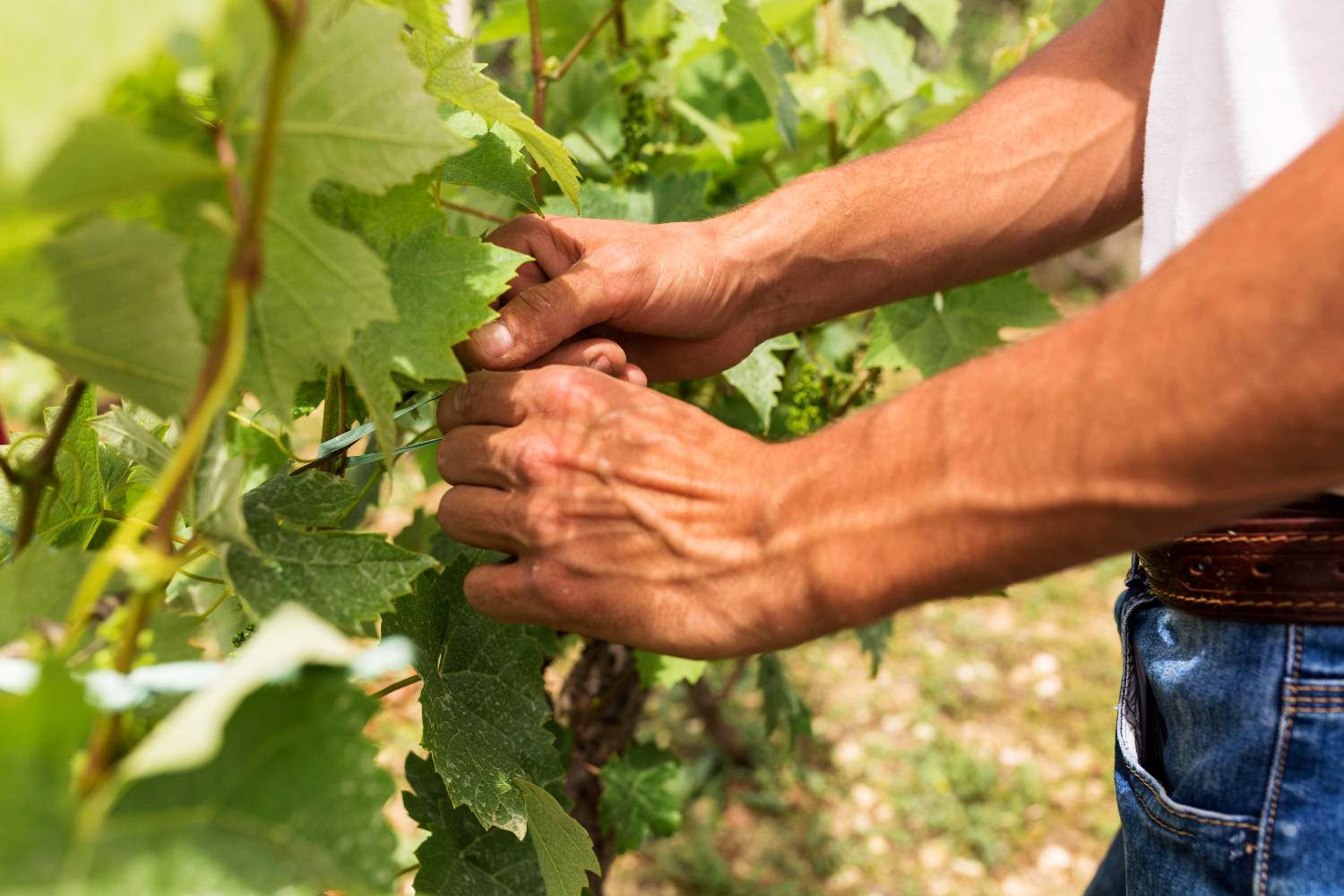 La viticultura y el cambio climático