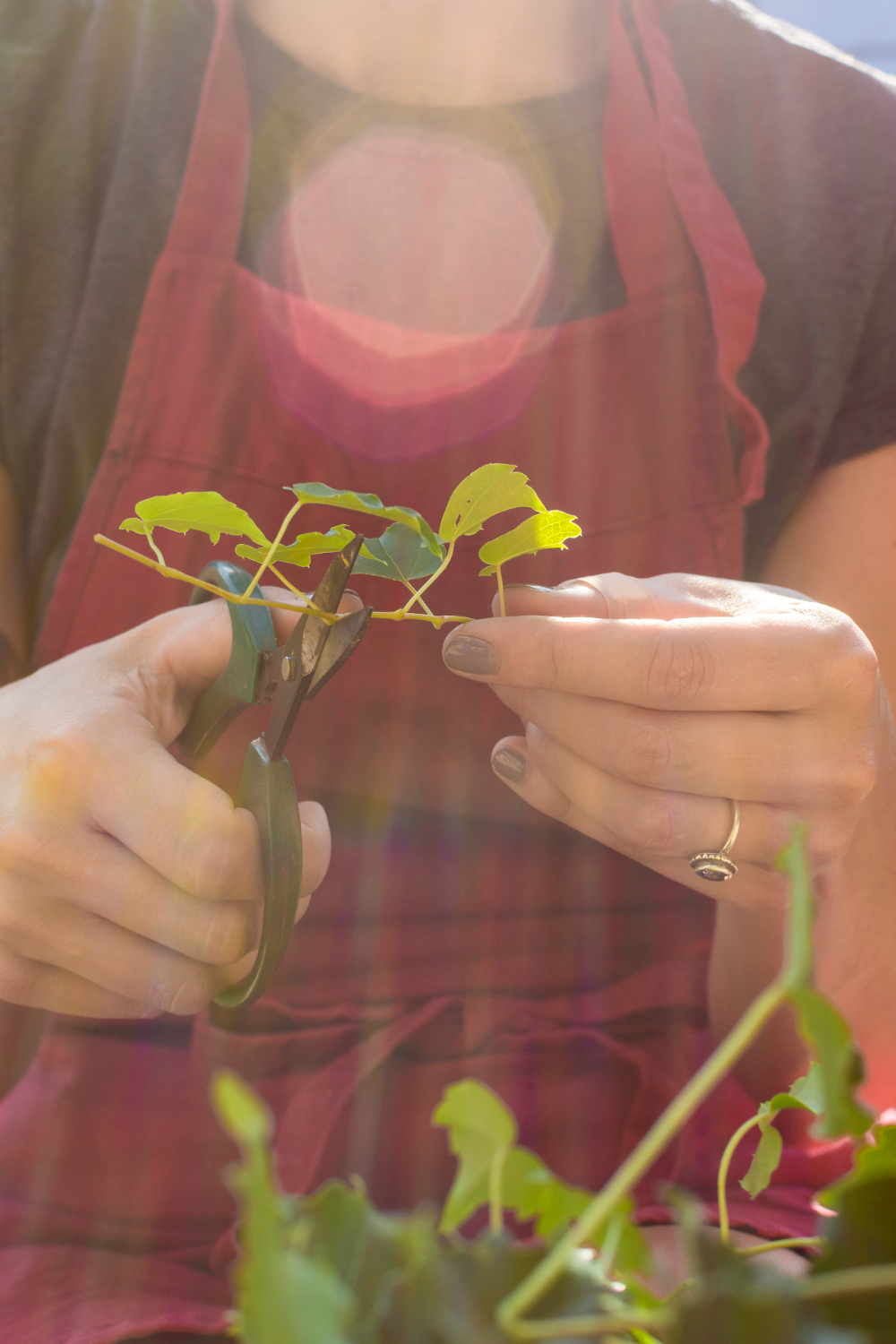 ¿Cuáles son los modelos de la agricultura sostenible?