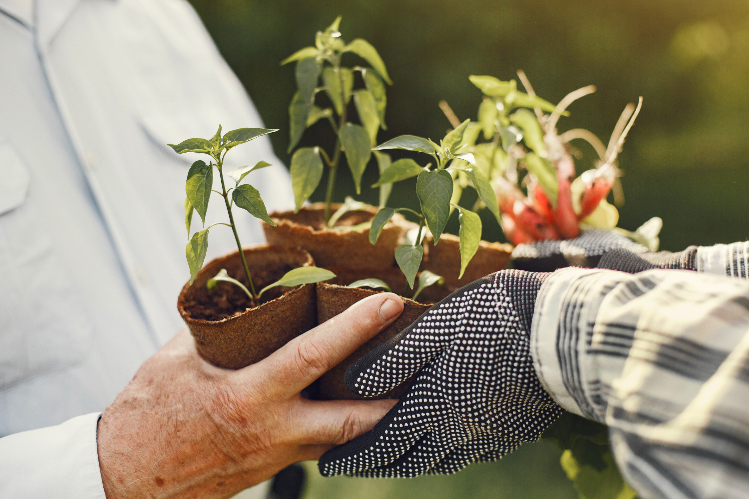 La agricultura sostenible como nuevo concepto de producción