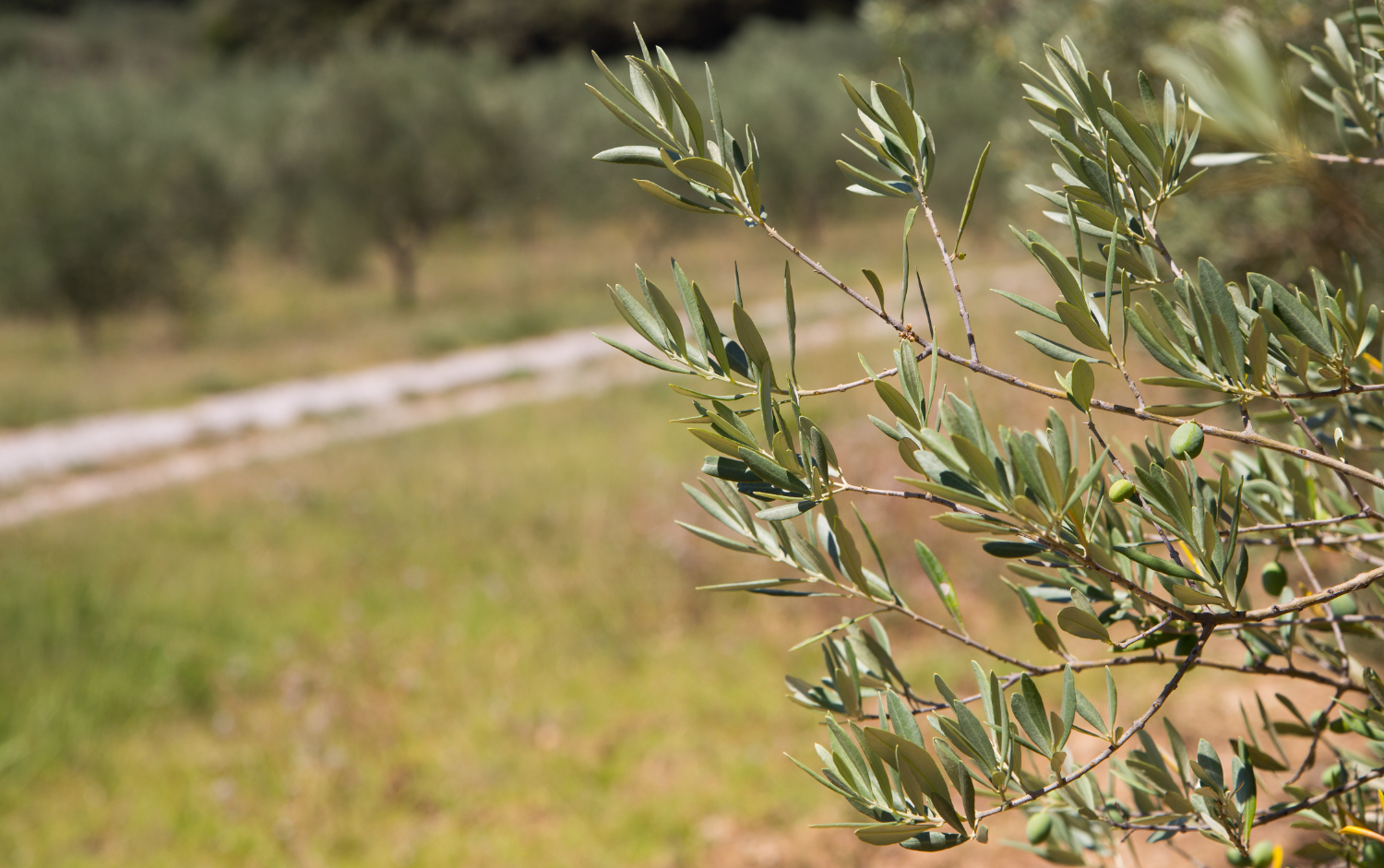 El cultivo de olivo en España