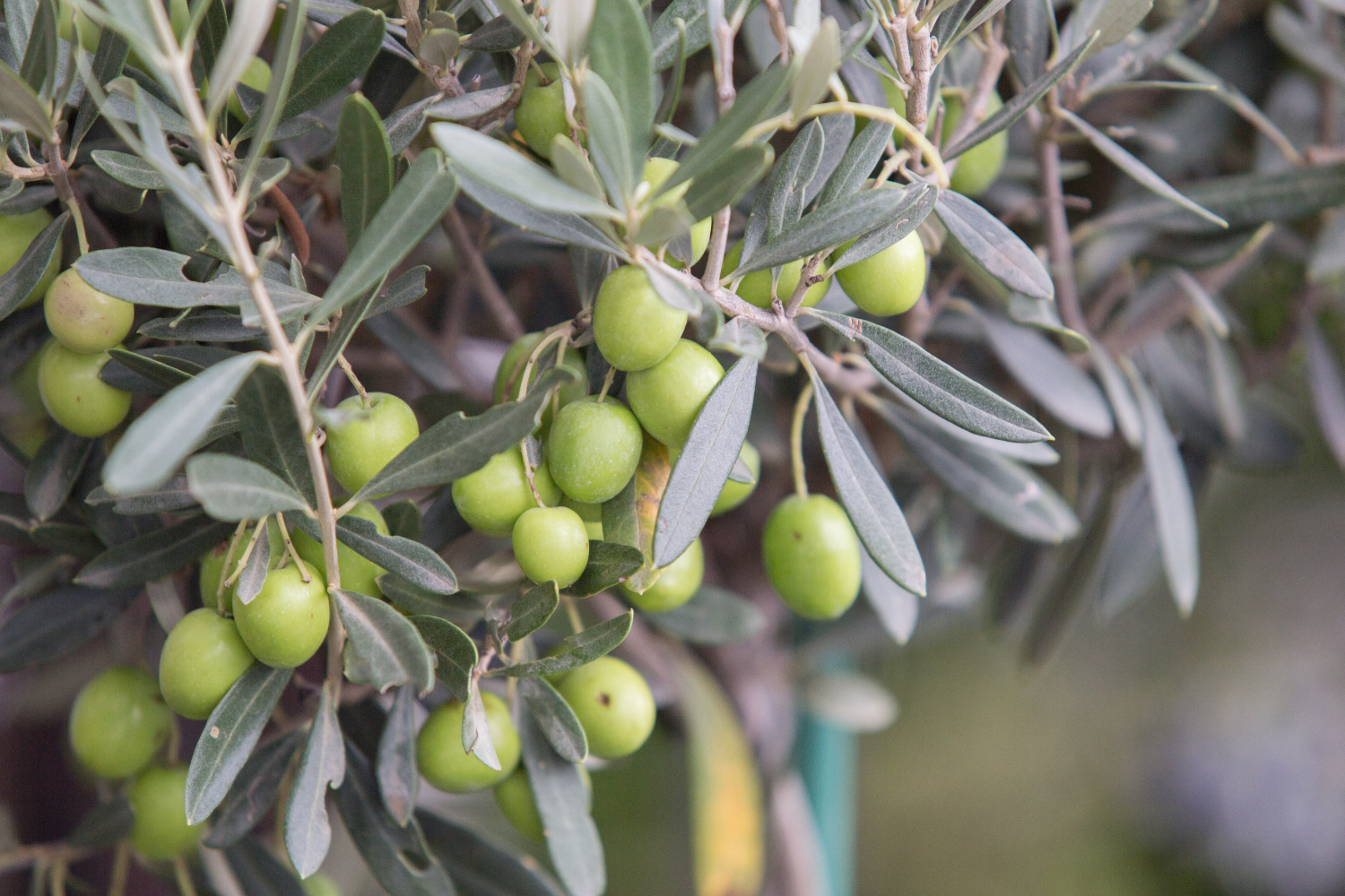 Los tipos de cultivo del olivo