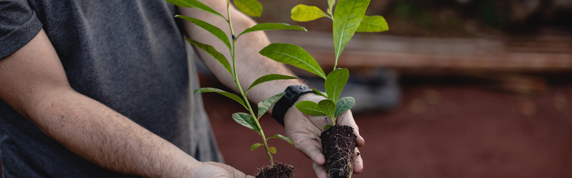 Persona sostiene dos plantines con raíces expuestas, símbolo de prácticas agrícolas regenerativas y cuidado ambiental en un entorno rural.