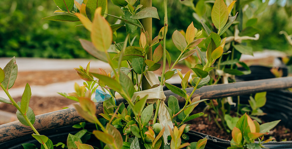 Pepinos verdes en etapa de desarrollo colgando de plantas sanas dentro de un invernadero iluminado, resultado de prácticas agrícolas modernas y sostenibles.