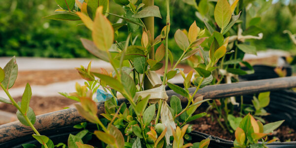 Pepinos verdes en etapa de desarrollo colgando de plantas sanas dentro de un invernadero iluminado, resultado de prácticas agrícolas modernas y sostenibles.