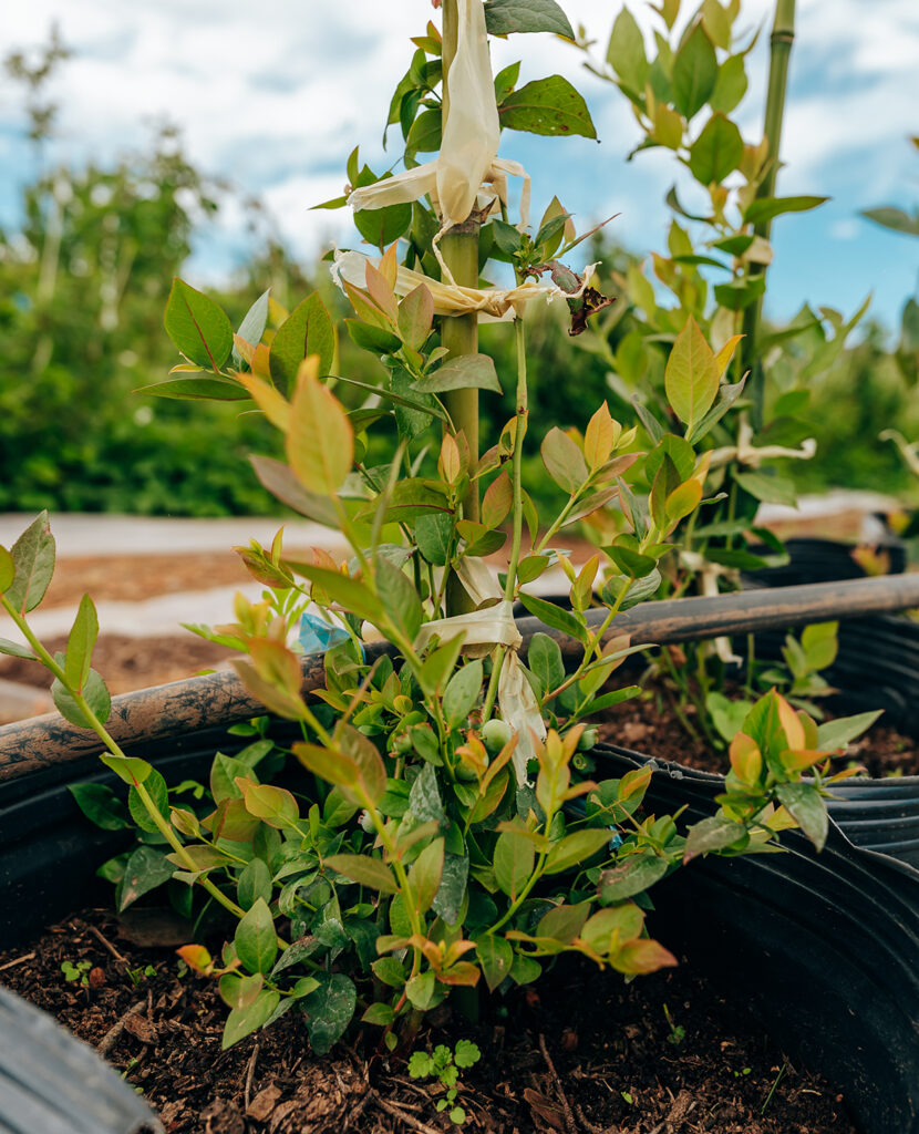 Pepinos verdes en etapa de desarrollo colgando de plantas sanas dentro de un invernadero iluminado, resultado de prácticas agrícolas modernas y sostenibles.
