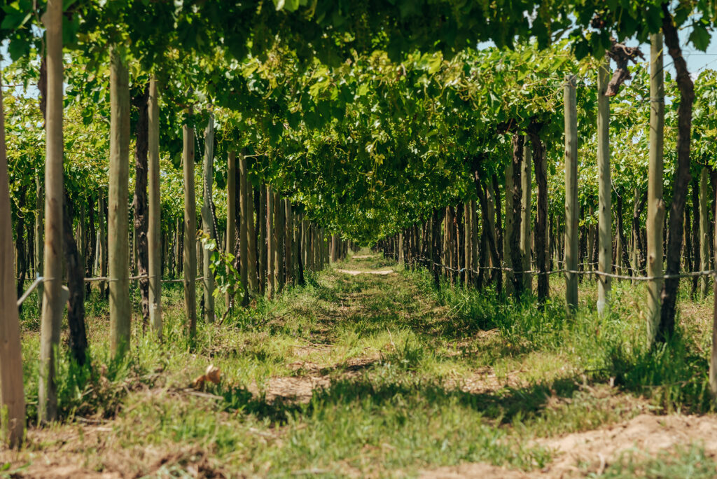 Pepinos en crecimiento dentro de un sistema agrícola tecnificado, con frutos verdes colgando de sus plantas y rodeados por cobertura plástica en el suelo.