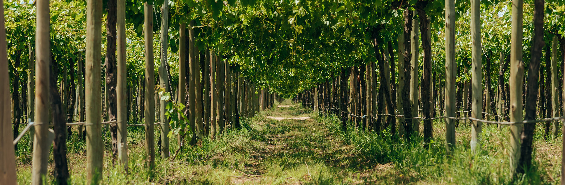 Pepinos en crecimiento dentro de un sistema agrícola tecnificado, con frutos verdes colgando de sus plantas y rodeados por cobertura plástica en el suelo.