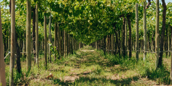 Pepinos en crecimiento dentro de un sistema agrícola tecnificado, con frutos verdes colgando de sus plantas y rodeados por cobertura plástica en el suelo.