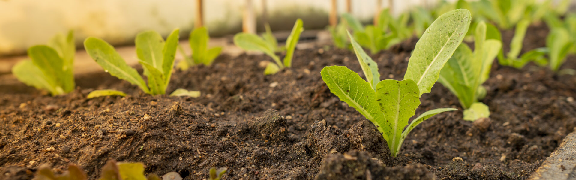 Brotes de lechuga crecen en líneas prolijas sobre tierra fértil en un invernadero, bajo luz natural filtrada por lonas de sombra.