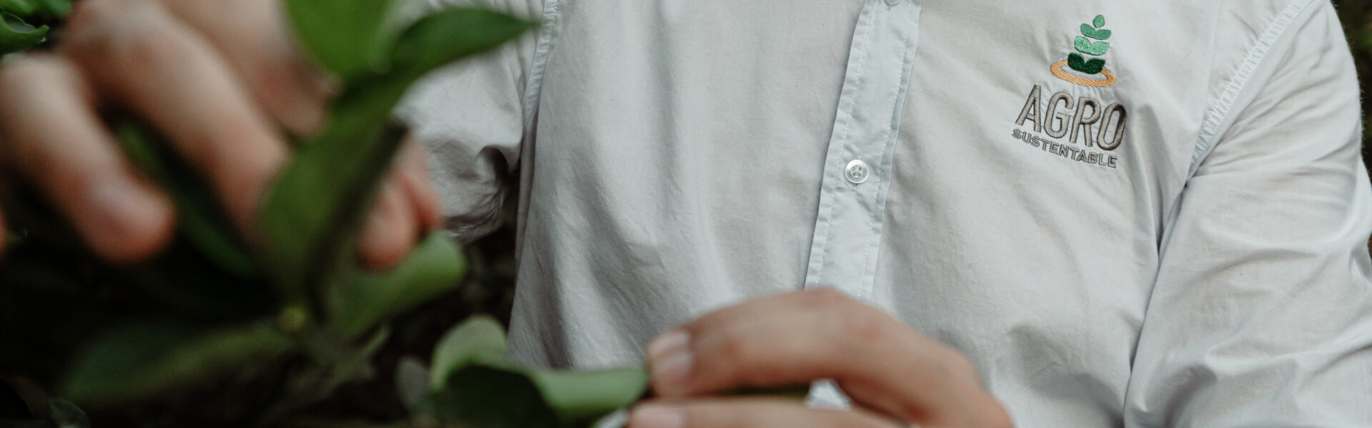 Técnico de Agro Sustentable inspeccionando hojas verdes de una planta en un cultivo.