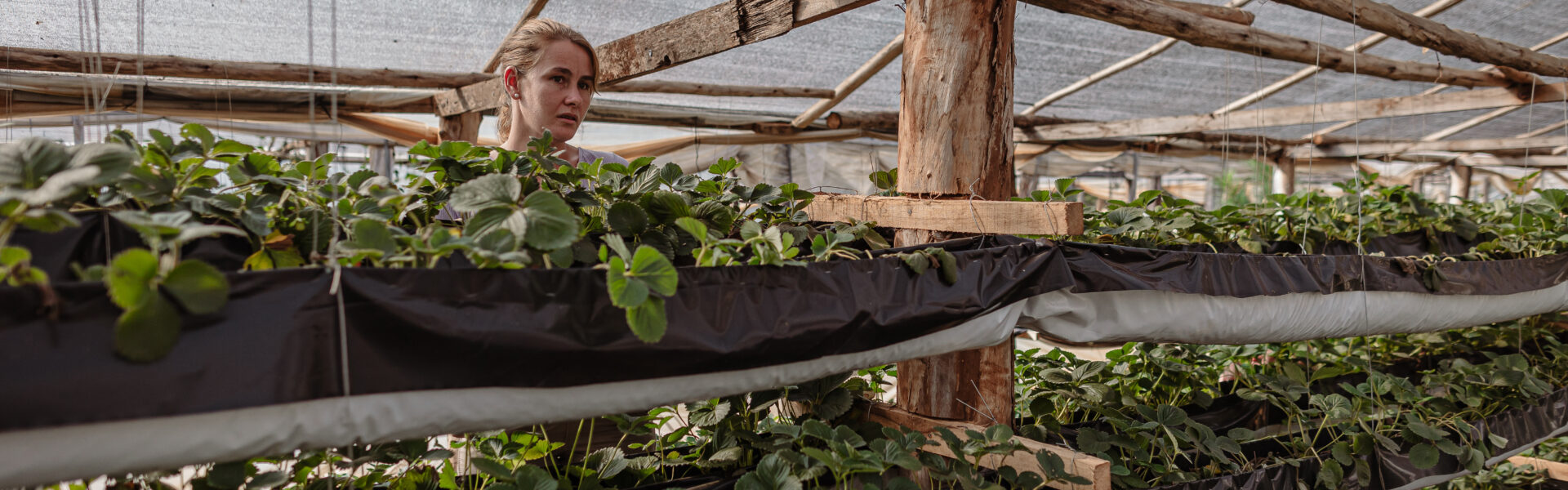 Mujer supervisa cultivo vertical de plantas en invernadero con estructura de madera y cobertura de media sombra.