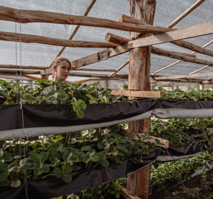 Mujer supervisa cultivo vertical de plantas en invernadero con estructura de madera y cobertura de media sombra.