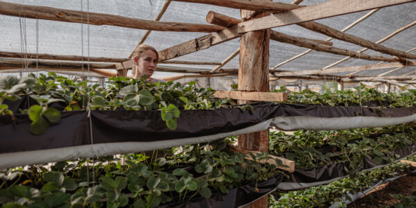 Mujer supervisa cultivo vertical de plantas en invernadero con estructura de madera y cobertura de media sombra.