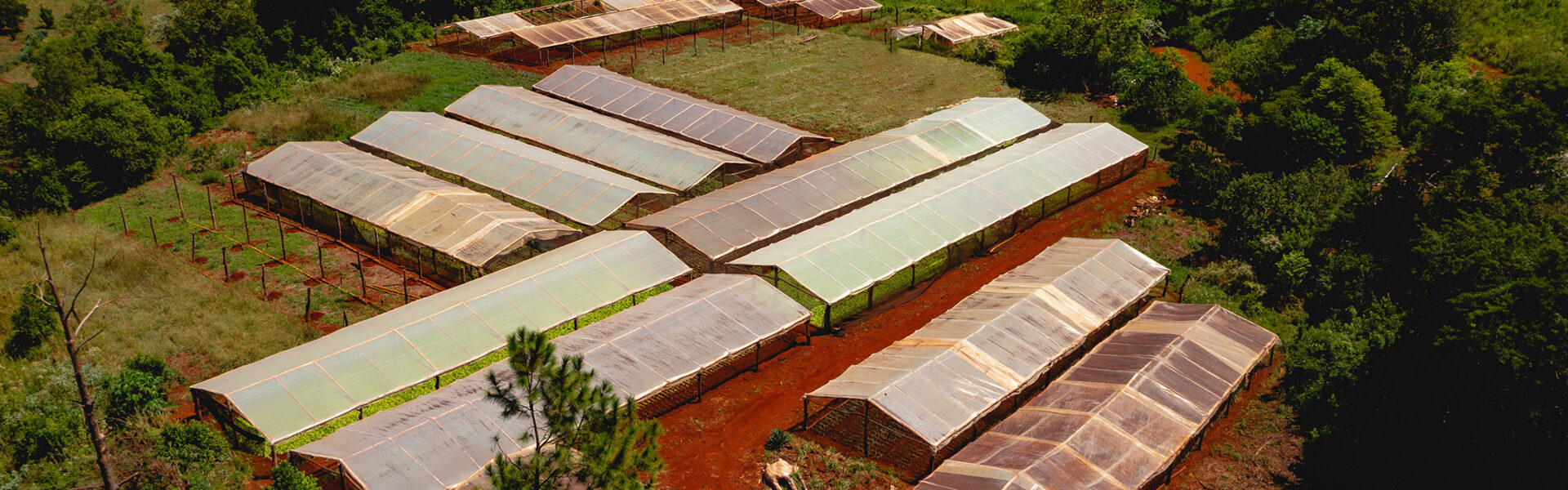 Invernaderos rurales rodeados de vegetación en zona de suelos rojos.