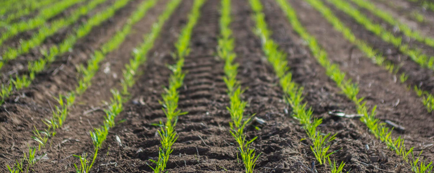 Jóvenes plantas de cultivo en hileras en un campo al atardecer