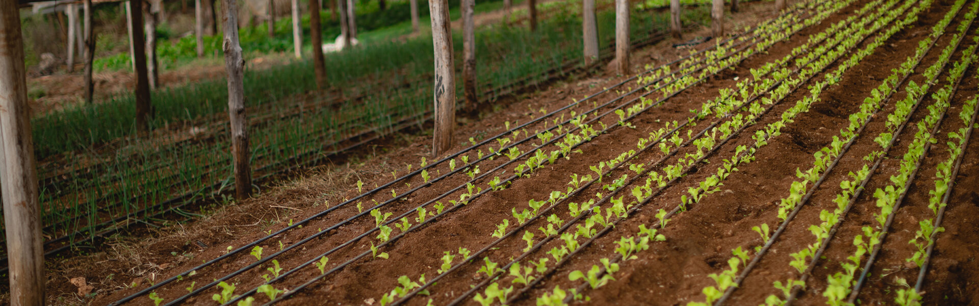 Cultivo de pepino en invernadero artesanal con sistema de riego por goteo y cobertura de sombra, en etapa inicial de desarrollo.