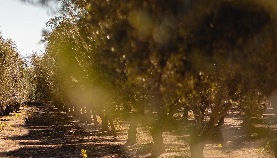Hilera de árboles en plantación agrícola con luz natural, asociada al uso de tecnología e inteligencia artificial para una producción sostenible de café.