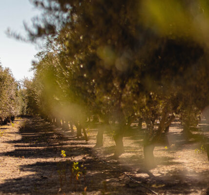 Hilera de árboles en plantación agrícola con luz natural, asociada al uso de tecnología e inteligencia artificial para una producción sostenible de café.
