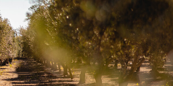 Hilera de árboles en plantación agrícola con luz natural, asociada al uso de tecnología e inteligencia artificial para una producción sostenible de café.