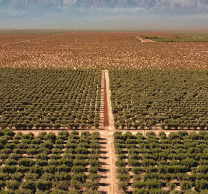 Vista aérea de una plantación ordenada en Cuyo, Argentina, con caminos de tierra entre hileras de cultivos y cordón montañoso de fondo.