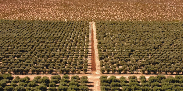 Vista aérea de una plantación ordenada y extensa en zona árida, con caminos de tierra entre hileras de cultivos y montañas al fondo.