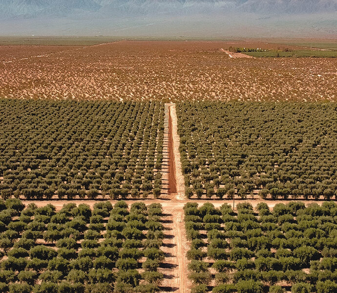 Vista aérea de una plantación ordenada y extensa en zona árida, con caminos de tierra entre hileras de cultivos y montañas al fondo.