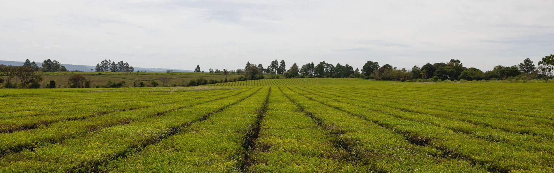 Cultivo en hileras perfectamente alineadas de un campo verde en plena producción, con un cielo nublado y vegetación arbórea al fondo.