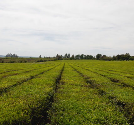 Cultivo en hileras perfectamente alineadas de un campo verde en plena producción, con un cielo nublado y vegetación arbórea al fondo.