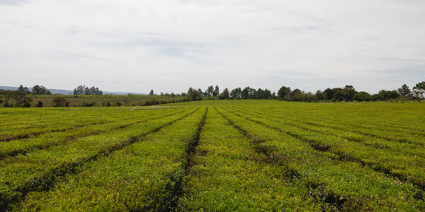 Cultivo en hileras perfectamente alineadas de un campo verde en plena producción, con un cielo nublado y vegetación arbórea al fondo.