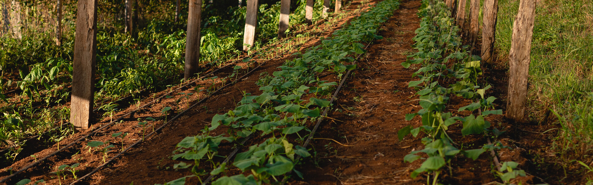Invernadero rústico con cultivos de hoja verde en crecimiento sobre suelo rojo y sistema de riego por goteo instalado.