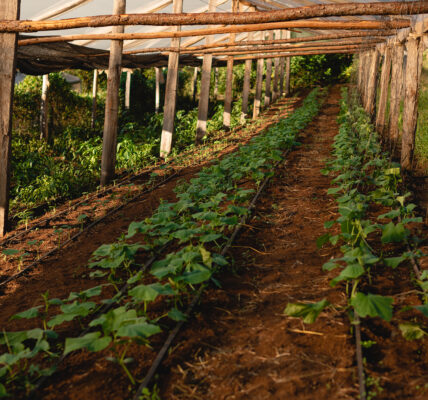 Invernadero rústico con cultivos de hoja verde en crecimiento sobre suelo rojo y sistema de riego por goteo instalado.