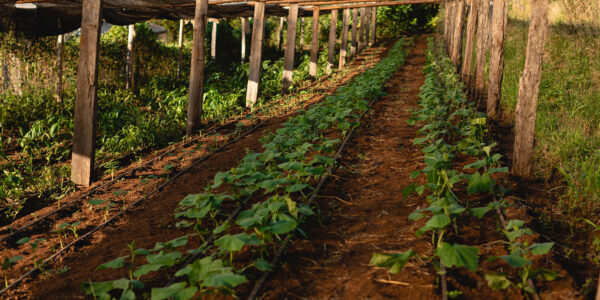 Invernadero rústico con cultivos de hoja verde en crecimiento sobre suelo rojo y sistema de riego por goteo instalado.