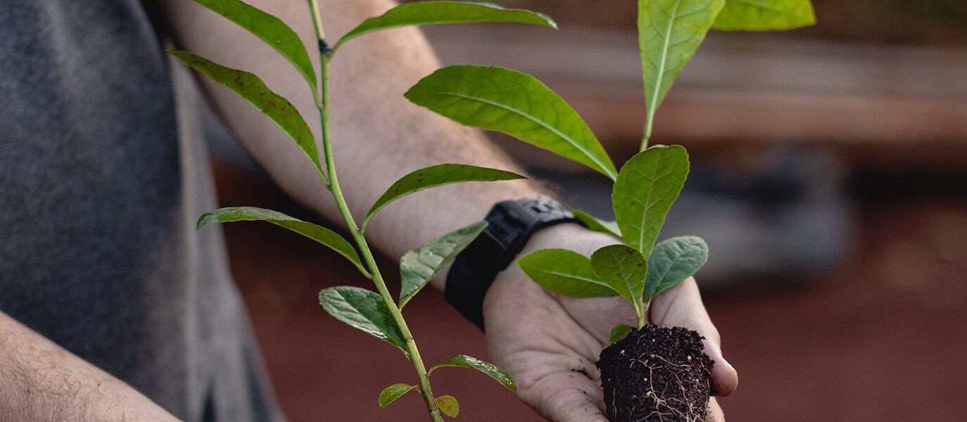 Manos sostienen dos plantines con raíces expuestas, mostrando la diferencia de desarrollo vegetal sobre suelo rojo.