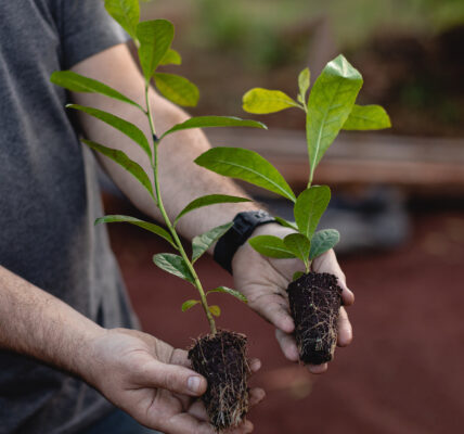 Manos sostienen dos plantines con raíces expuestas, mostrando la diferencia de desarrollo vegetal sobre suelo rojo.