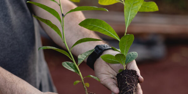 Manos sostienen dos plantines con raíces expuestas, mostrando la diferencia de desarrollo vegetal sobre suelo rojo.