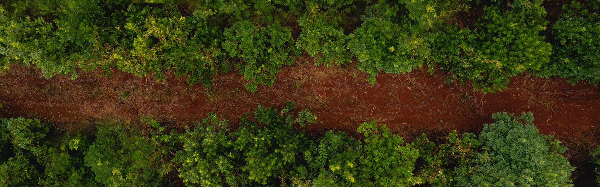 Vista aérea de un camino de tierra roja que atraviesa una densa vegetación verde, ilustrando el equilibrio entre infraestructura y naturaleza en entornos rurales.