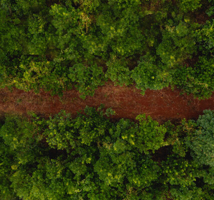 Vista aérea de un camino de tierra roja que atraviesa una densa vegetación verde, ilustrando el equilibrio entre infraestructura y naturaleza en entornos rurales.