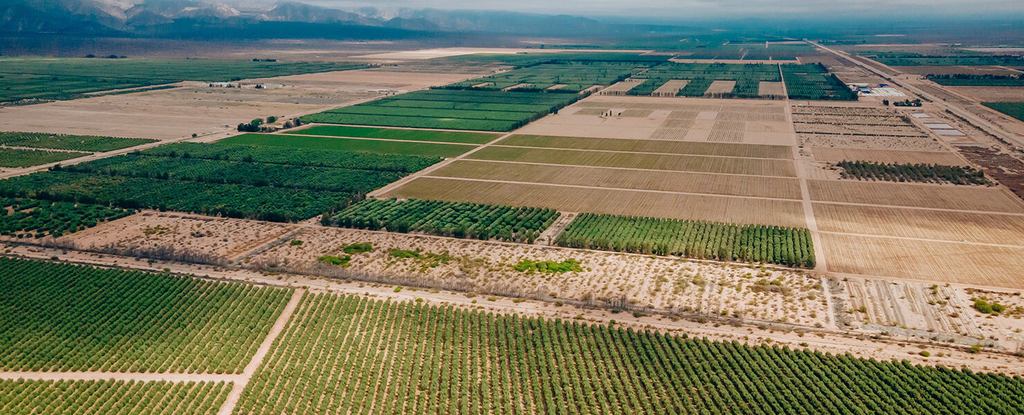 Vista aérea de campos agrícolas extensivos con cultivos en hileras, representando producción sustentable y planificación para exportación.