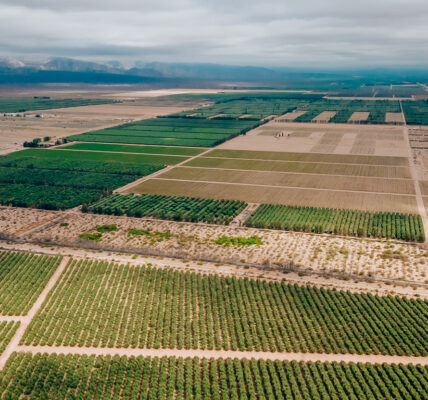 Vista aérea de campos agrícolas extensivos con cultivos en hileras, representando producción sustentable y planificación para exportación.