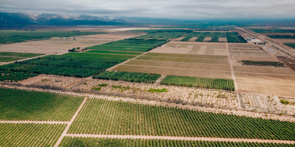 Vista aérea de campos agrícolas extensivos con cultivos en hileras, representando producción sustentable y planificación para exportación.