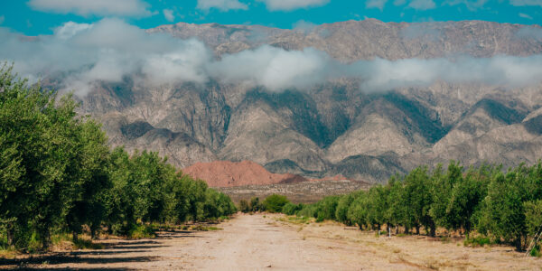 La producción orgánica argentina ya es una realidad en la Argentina convirtiendo al país en un actor de peso a nivel mundial gracias a su compromiso en la creación de un marco legal sólido y al prestigio internacional de sus empresas certificadoras. Según información del Servicio Nacional de Sanidad y Calidad Agroalimentaria (SENASA) correspondientes a 2023, existen 4,1 millones de hectáreas orgánicas, gestionadas por 1.370 establecimientos productivos. Si bien gran parte de esa superficie corresponde a campos de pastoreo patagónicos, la producción orgánica ha ganado terreno en la agricultura extensiva, sobre todo, en los cultivos regionales. Este sistema productivo encontró buena recepción en el mundo de la producción frutícola. La participación de la producción orgánica dentro de la fruticultura supera a la agricultura extensiva y en muchos otros tipos de cultivos. La producción sustentable, sobre todo las peras y manzanas, tiene un rol importante tanto para consumo interno como para la exportación ya que sobresalen entre otras frutas. Ambas concentran la mayor proporción tanto de la superficie cultivada bajo el sistema orgánico como de las exportaciones de fruta fresca (aproximadamente el 90%). El clima árido del Valle del Río Negro es ideal para la producción de manzanas. En el caso de las peras, como la producción en el mundo bajo este sistema es limitada, genera una demanda sostenida a nivel internacional. La situación de las manzanas es diferente. Muchos países producen esta fruta de forma orgánica por lo que la oferta es más amplia. Una de las empresas dedicada ciento por ciento a la investigación y el desarrollo de productos orgánicos es Agro Sustentable. A través de productos amigables con el medio ambiente, la visión de la compañía es generar un impacto positivo en el bienestar de las personas y el cuidado del planeta. Siempre con el objetivo de fomentar una agricultura orgánica y sustentable. La compañía está dedicada a la investigación, desarrollo, producción y comercialización de productos 100% orgánicos, que mejoran la calidad y el rendimiento agronómico de los cultivos. Fruticultura orgánica con sabor internacional La exportación de frutas orgánicas se inició hace más de 20 años y es un pilar fundamental del comercio exterior. Su protagonismo es tal que en muchos casos, los productores optaron por discontinuar el envío de fruta convencional para enfocarse exclusivamente en la orgánica. Los destinos de la fruta orgánica argentina son variados: Estados Unidos y Canadá: Los destinos más importantes de las exportaciones de productos orgánicos argentinos, incluyendo frutas, aunque la participación de Argentina en este mercado es baja debido a medidas de defensa comercial y condiciones arancelarias Unión Europea: Según un informe de la Asociación Mundial de la Manzana y la Pera (WAPA por sus siglas en inglés) del 1° de abril de este año, las existencias de manzana en Europa disminuyeron un 7,1% interanual, llegando a 1.761.330 toneladas. La reducción del stock de manzanas podría facilitar la venta de fruta fresca por parte de los exportadores del hemisferio sur, entre los que se encuentra la Argentina. Brasil, Colombia y México: En 2023, Argentina le vendió a Brasil productos por 783 millones de dólares, entre los que se destacan el trigo y el centeno. A Colombia se exportaron varios productos del campo como café, bananas, lima Tahití y ananá y a México también fueron muchos productos, entre ellos paltas y frutos rojos. Hacer producción orgánica no es tarea fácil. Los costos también son más altos porque se necesita más gente trabajando en el campo y los productos que se usan para fertilizar o controlar plagas son más caros que los convencionales. Todo eso hace que producir de forma orgánica sea un desafío, aunque muchos lo eligen porque quieren una forma de cultivo más sana y responsable. Las nuevas tecnologías de conservación permiten que la disponibilidad de peras y manzanas sea constante durante todo el año. En Argentina se suma un ciclo de políticas económicas proteccionistas que no favoreció la actividad exportadora. La producción orgánica también se vio afectada por la falta de apoyo y los costos operativos. Esto se tradujo en una disminución de las exportaciones de frutas orgánicas frescas, sobre todo los envíos de manzanas a Europa. Vale subrayar que la producción orgánica continúa siendo un elemento importante de las exportaciones argentinas. Gracias a empresas comprometidas con el medio ambiente, como Agro Sustentable, el horizonte para la producción orgánica es alentador. Son más los productores que empiezan a tomar conciencia sobre los beneficios para la salud y el medio ambiente.
