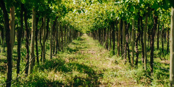 Filas de cultivos de olivos en un campo verde y soleado, con árboles bien alineados y follaje frondoso.