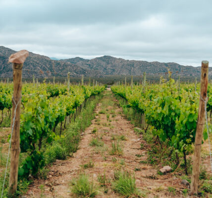 Viñedo orgánico en zona árida de Mendoza con montañas al fondo, ilustrando prácticas de riego eficiente y agricultura sustentable.