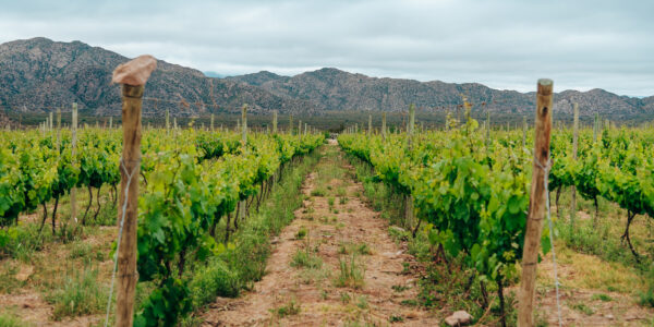 Viñedo orgánico en zona árida de Mendoza con montañas al fondo, ilustrando prácticas de riego eficiente y agricultura sustentable.