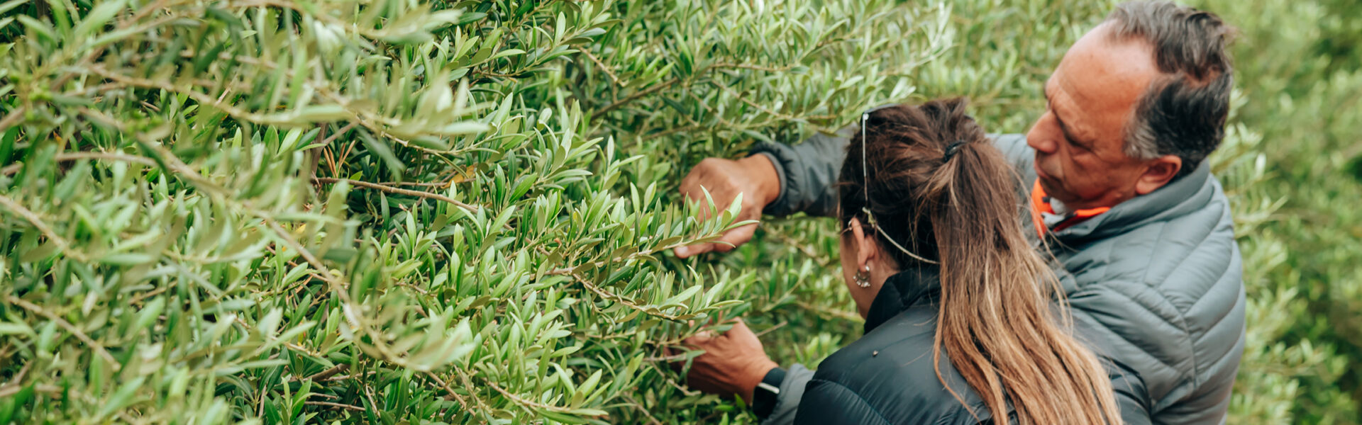Dos personas inspeccionan el crecimiento de un cultivo verde, observando con atención las hojas en una plantación saludable, símbolo de prácticas agrícolas sustentables.