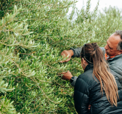 Dos personas inspeccionan el crecimiento de un cultivo verde, observando con atención las hojas en una plantación saludable, símbolo de prácticas agrícolas sustentables.