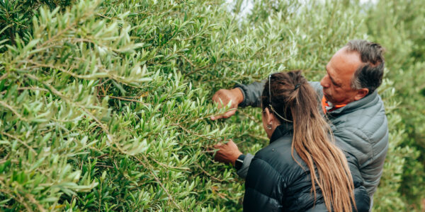 Dos personas inspeccionan el crecimiento de un cultivo verde, observando con atención las hojas en una plantación saludable, símbolo de prácticas agrícolas sustentables.